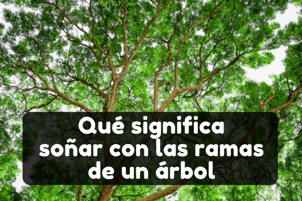 Soñar con ramas de árbol | Significado de soñar con rama seca|